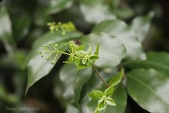 Blachia calycina